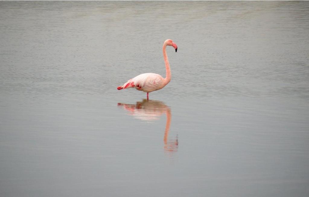 Vacances En Camargue Proche De La Mer Climatise 艾格-莫尔特 外观 照片
