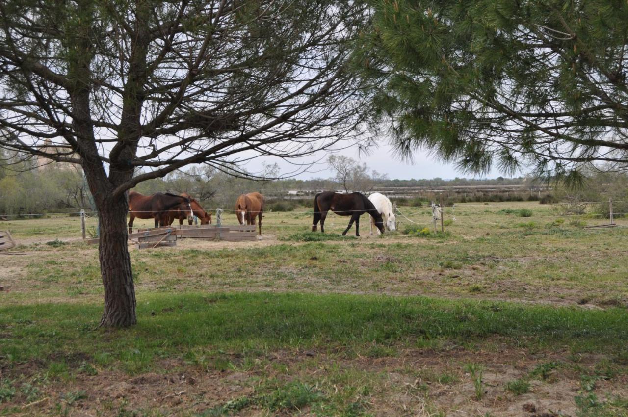 Vacances En Camargue Proche De La Mer Climatise 艾格-莫尔特 外观 照片